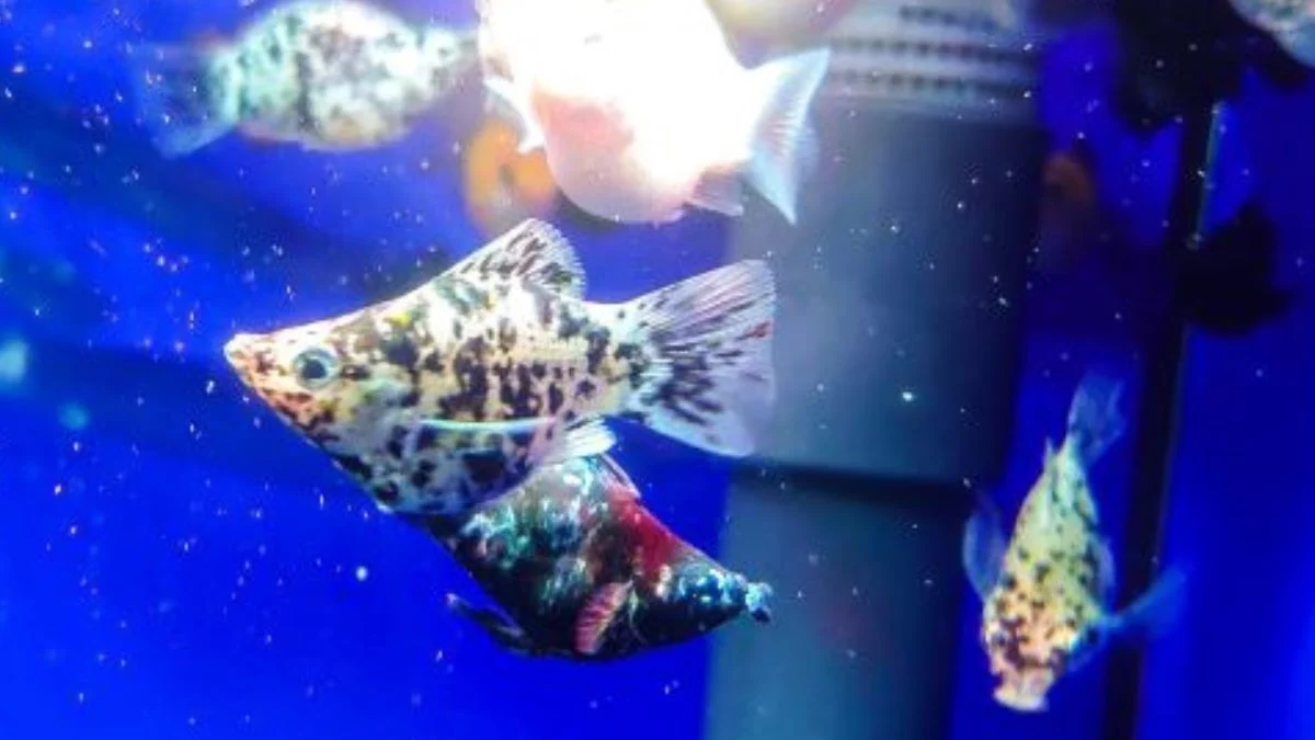 Ikan molly di akuarium toko