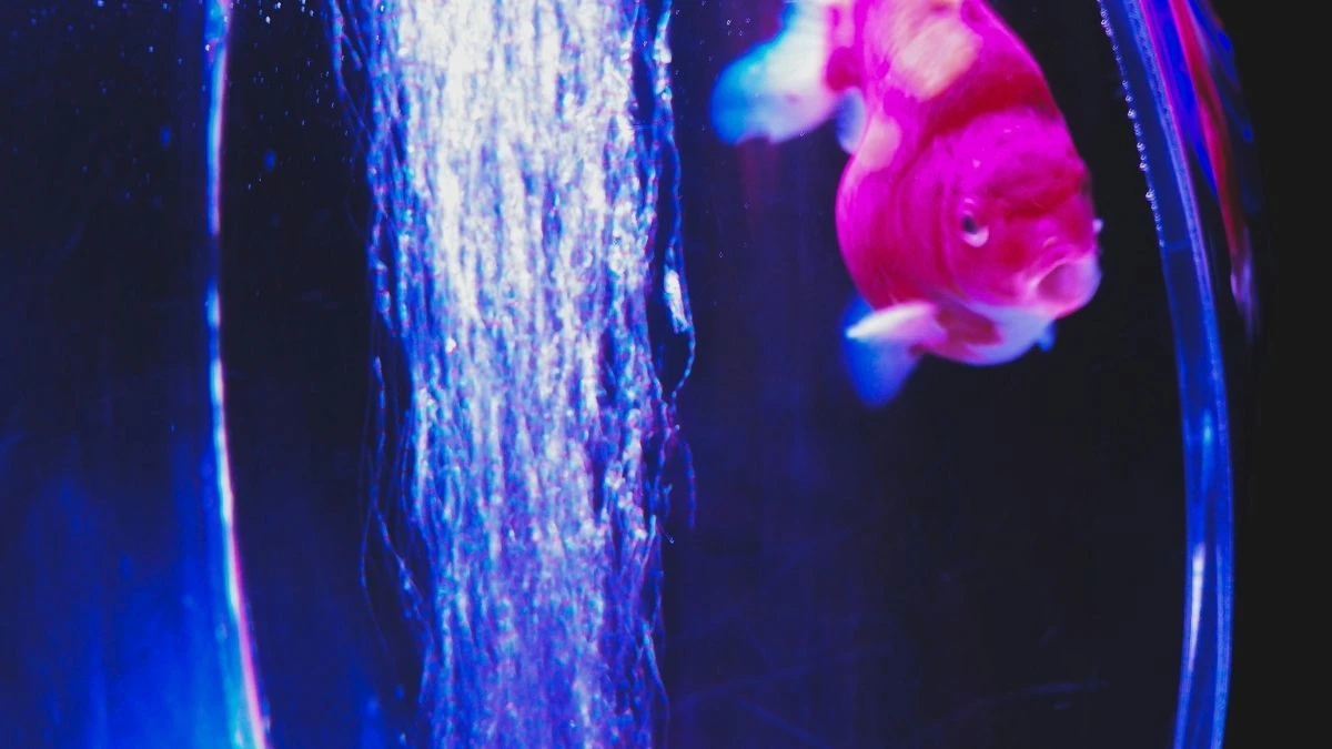 Gambar gelembung aerator di akuarium menyala dengan ikan mas koki.