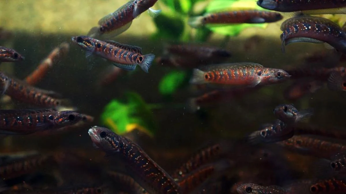 Gambar ikan channa red spot muda.