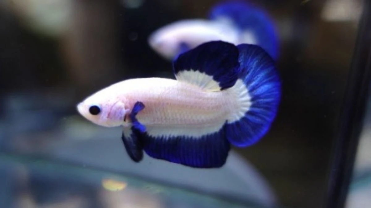 Ilustrasi ikan cupang blue rim mungil.