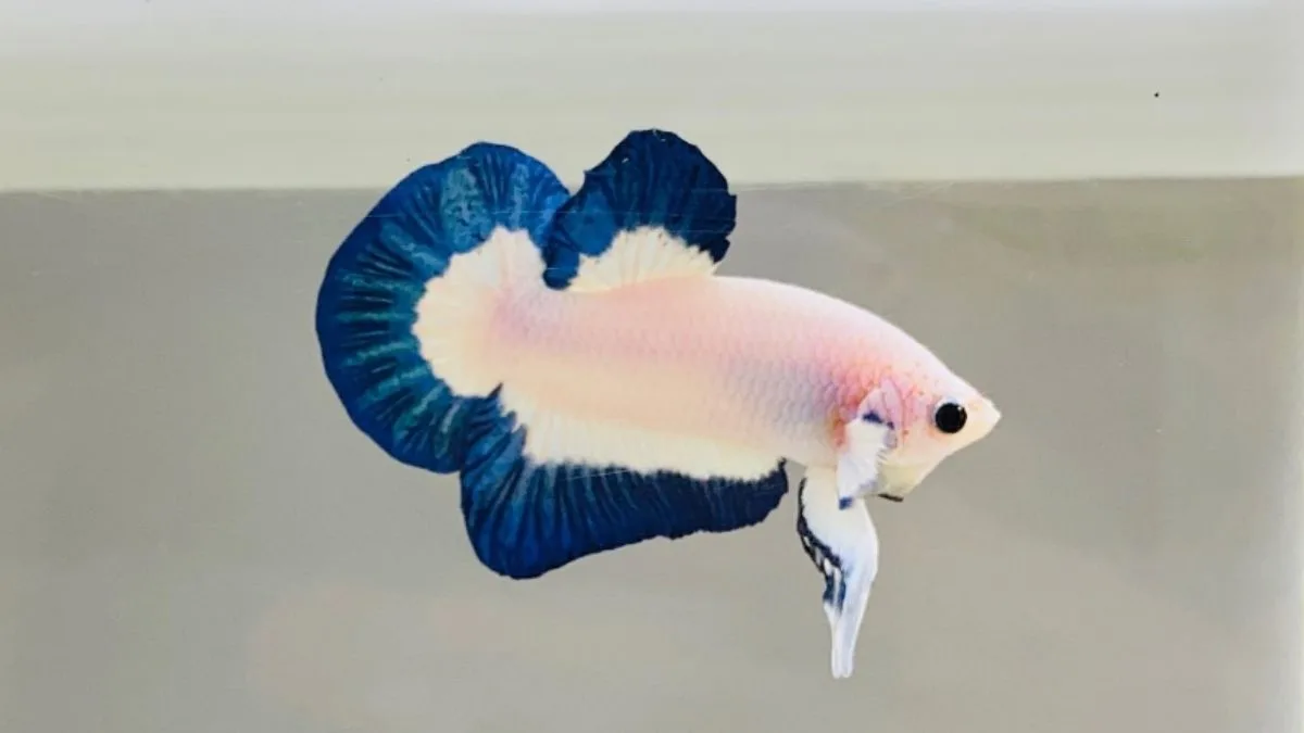 Gambar ikan Blue Rim Jantan