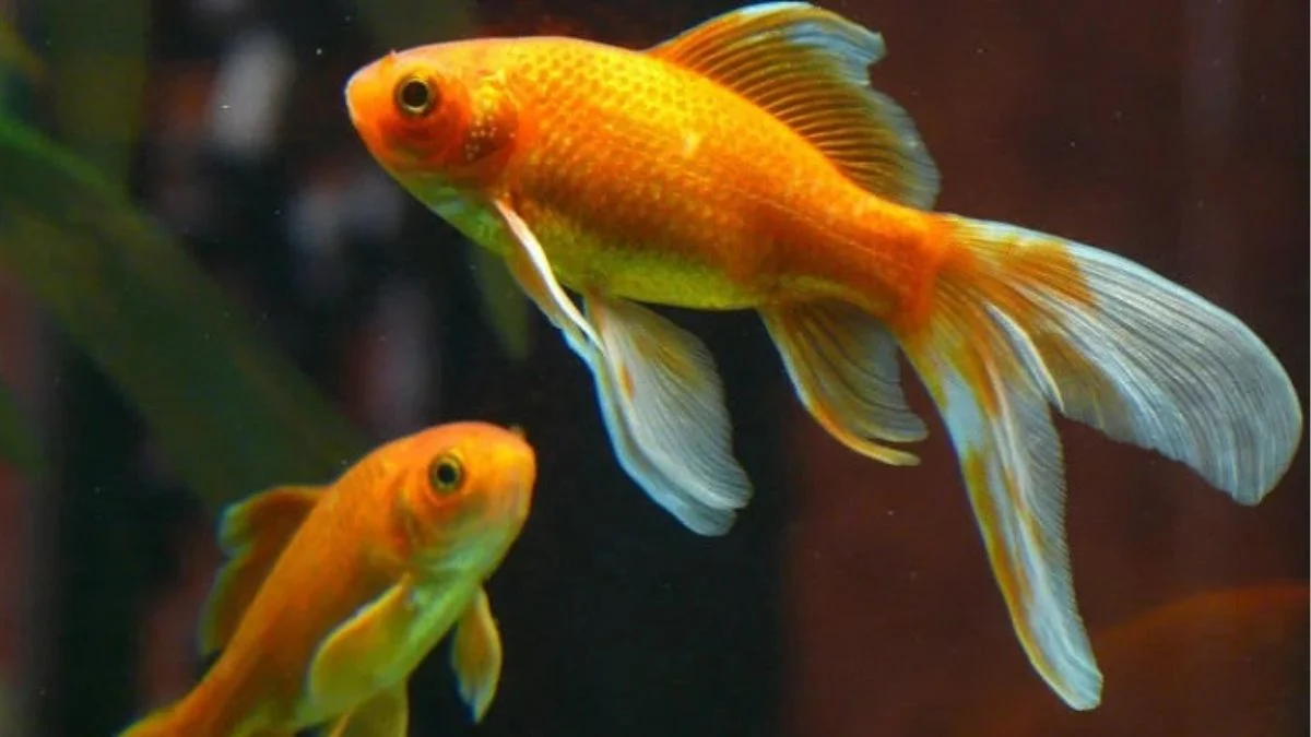 Gambar indukan ikan koki jantan dan betina