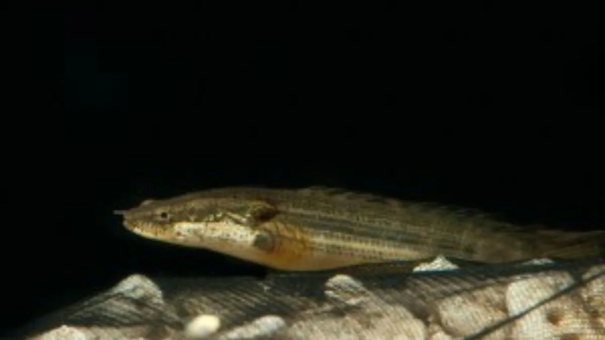 Jenis ikan palmas lapradei