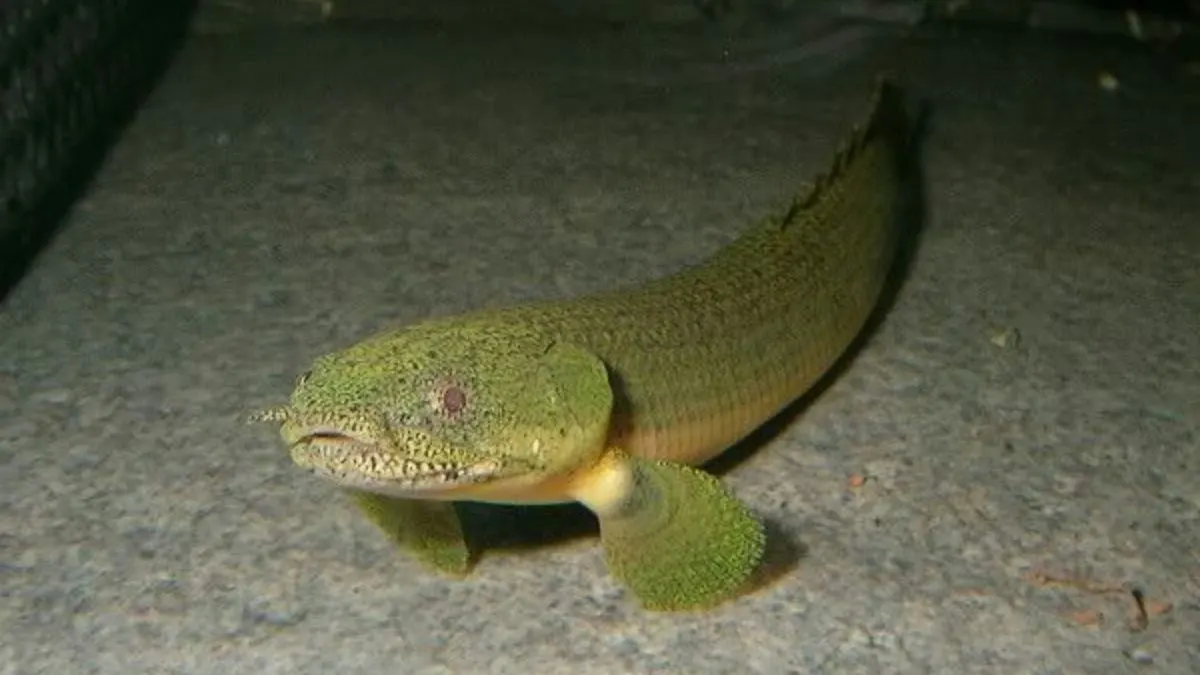 Jenis ikan palmas mokelembembe