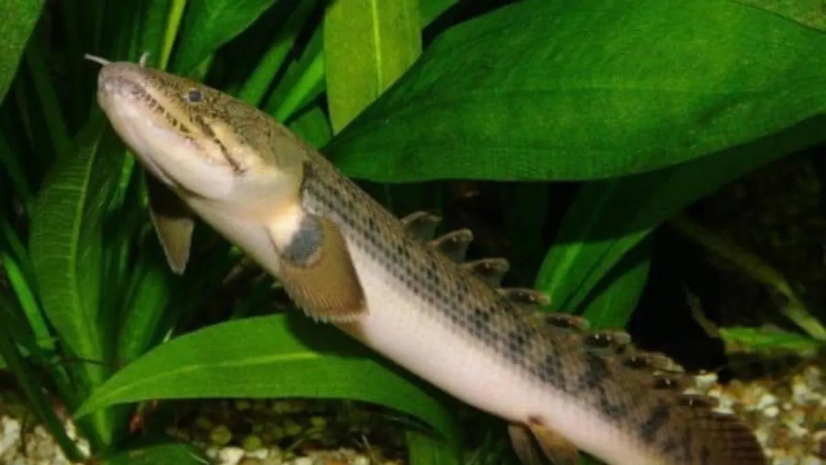 Jenis ikan palmas weeksii