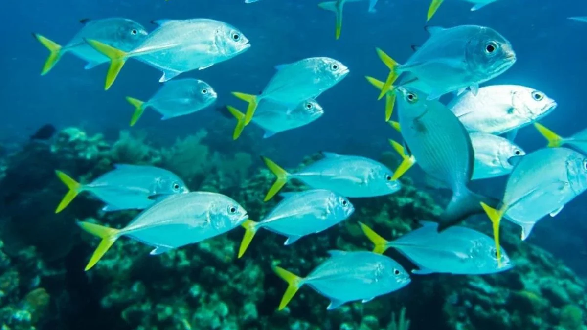 Gambar methylene blue ikan untuk ikan akuarium