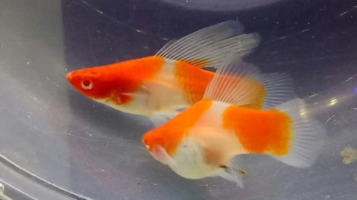 Gambar ikan platy kohaku