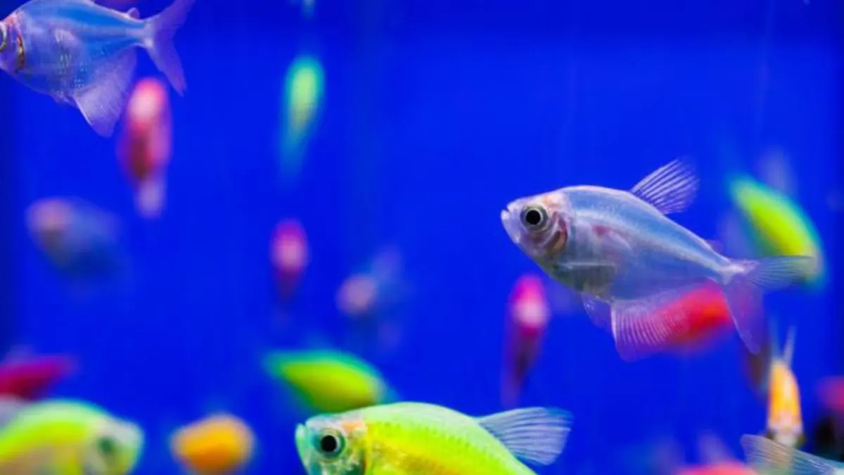 Gambar banyak Jenis ikan GloFish Tetra