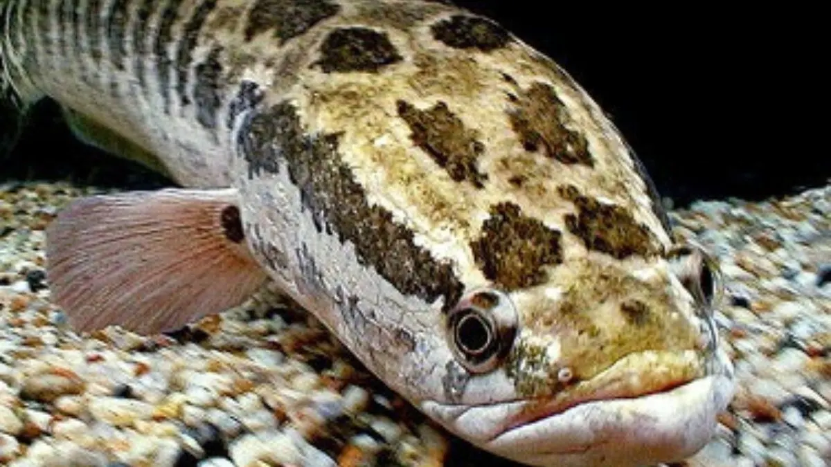 Jenis ikan channa argus