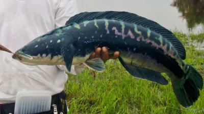 Jenis ikan channa micropetels besar.