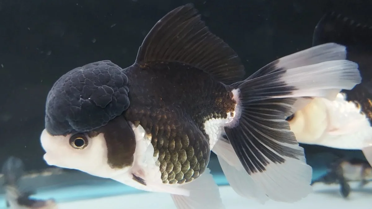 Gambar ikan koki panda oranda fintail