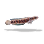 Ikan Channa Red Kalimaya