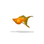 Molly Balon Sunkist Cawang (Jumbo)