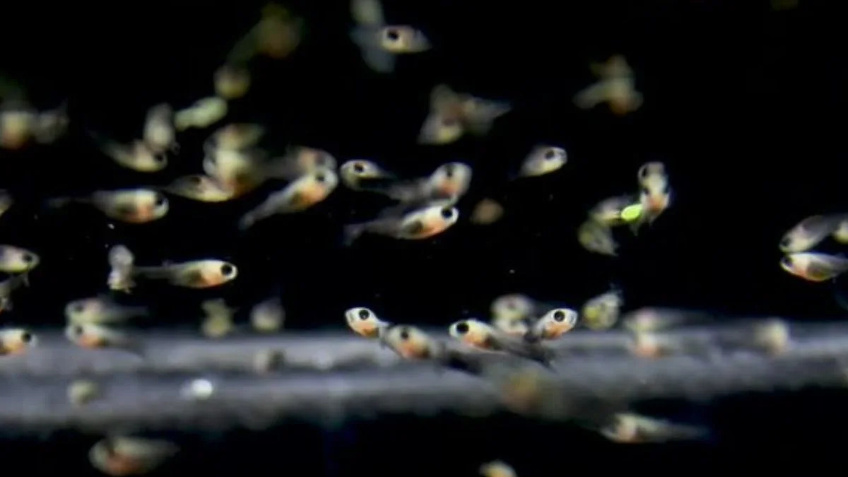 Gambar anakan ikan black molly