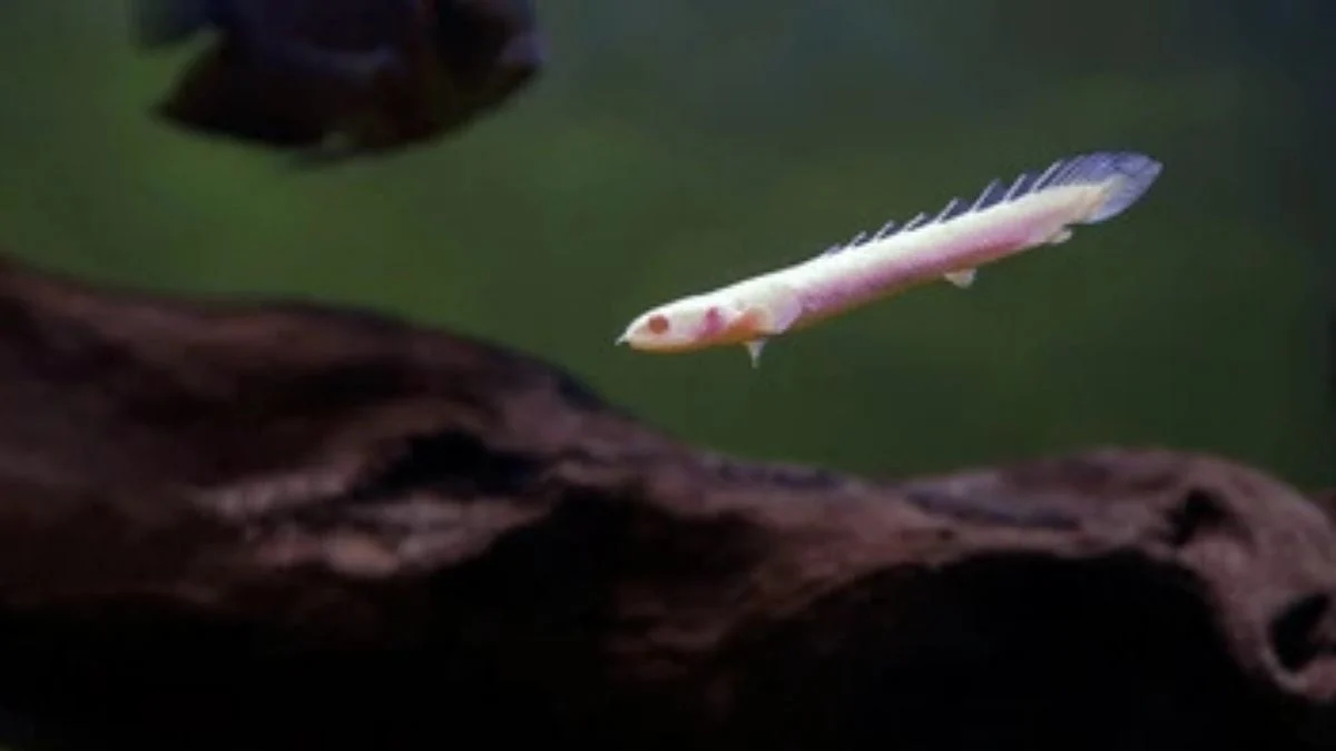 Gambar anakan ikan palmas albino senegalus