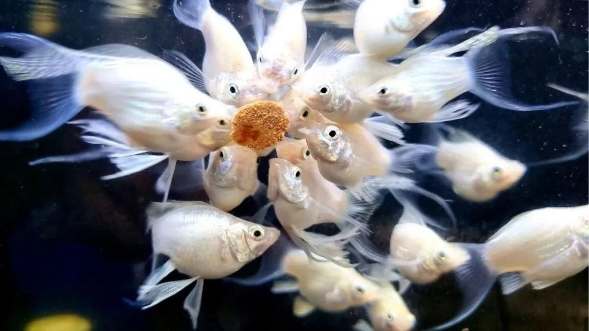 ikan hias balon molly platinum cawang