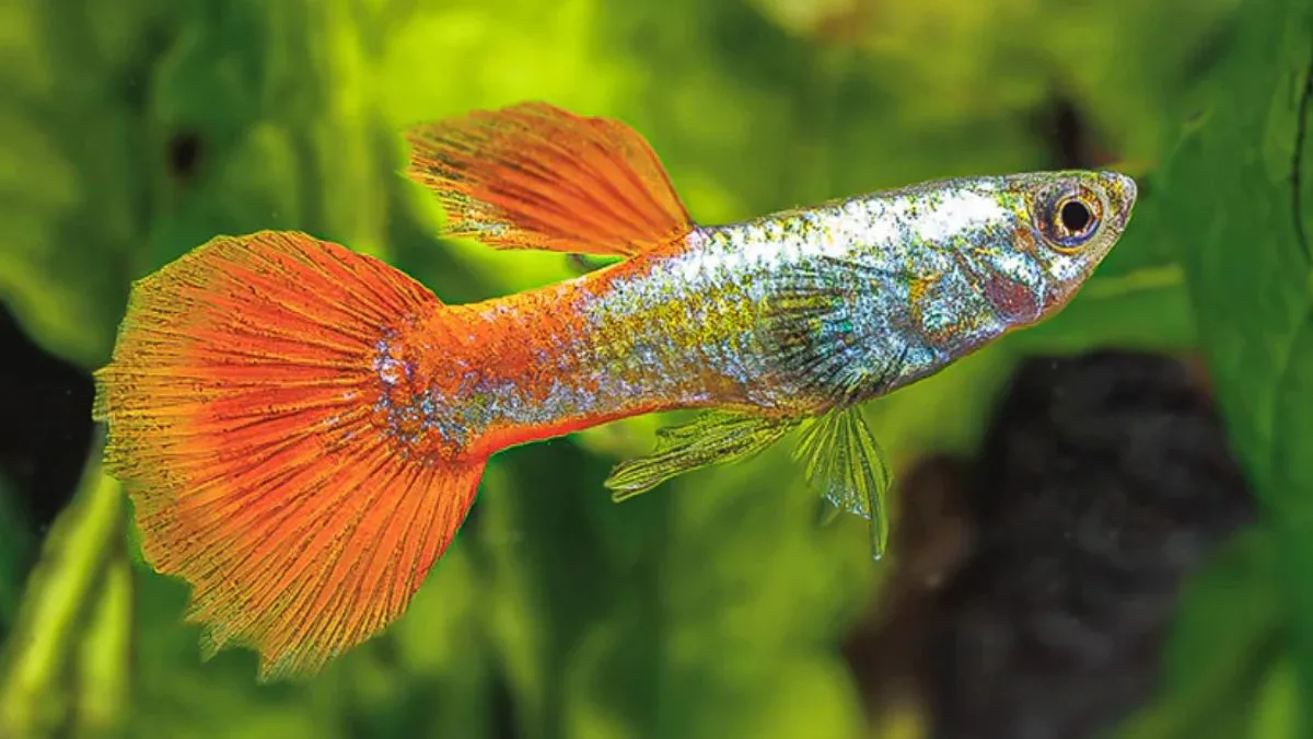 Gambar ikanguppy prtde