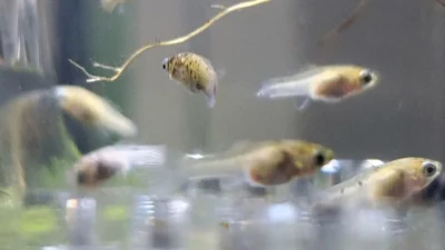Gambar anakan ikan molly black