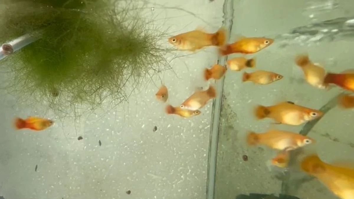 gambar-anakan-platy-mickey-mouse Gambar burayak ikan platy mickey mouse