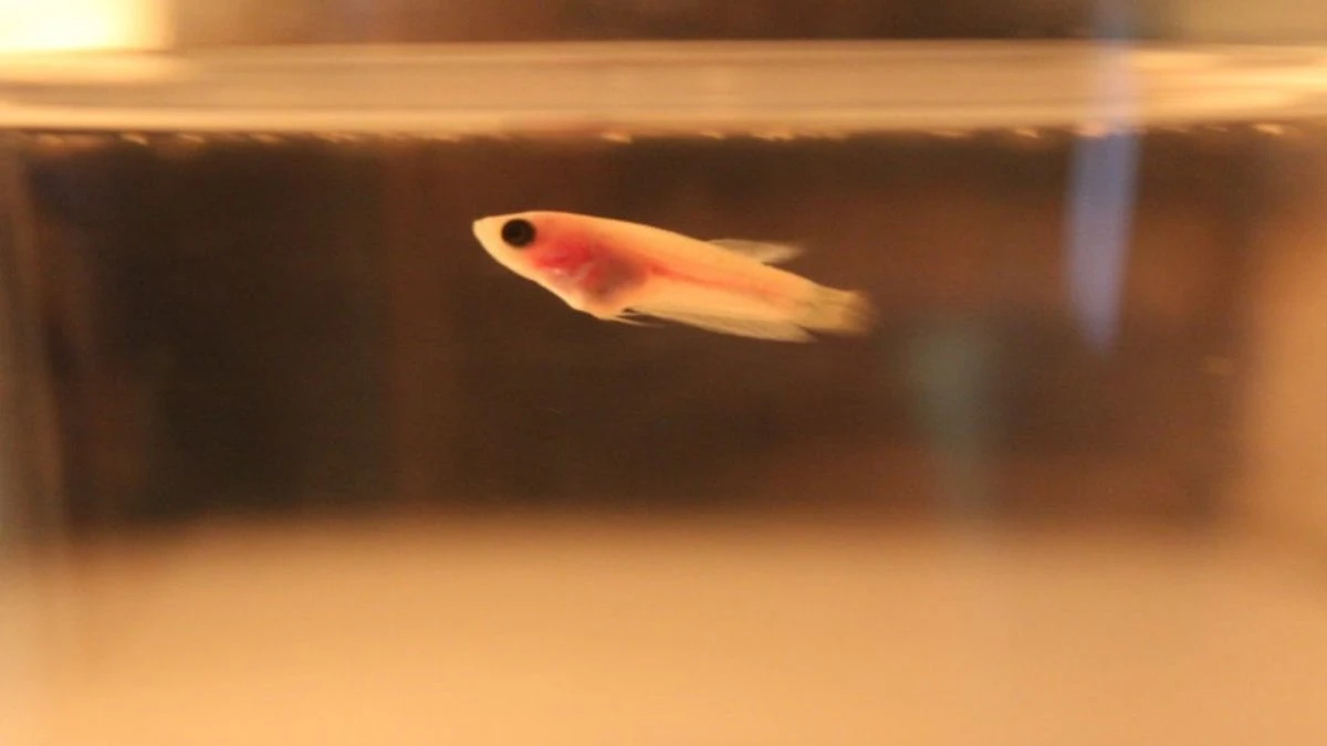 Gambar burayak ikan cupang