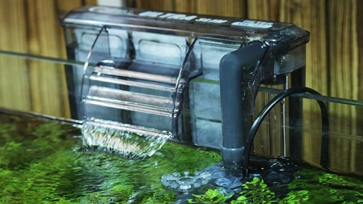 Gambar filter air ikan cupang.