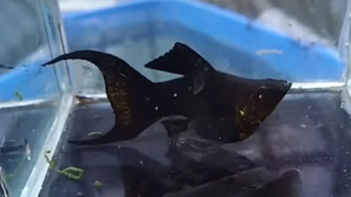 Gambar black molly cawang di akuarium