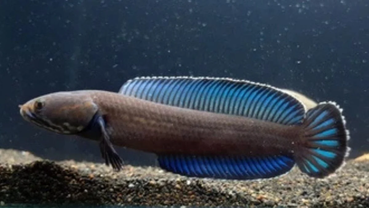 Gambar ikan channa andrao