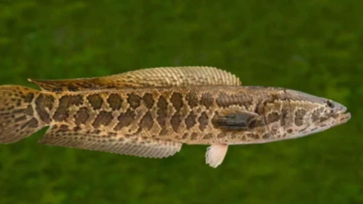 Gambar ikan channa argus