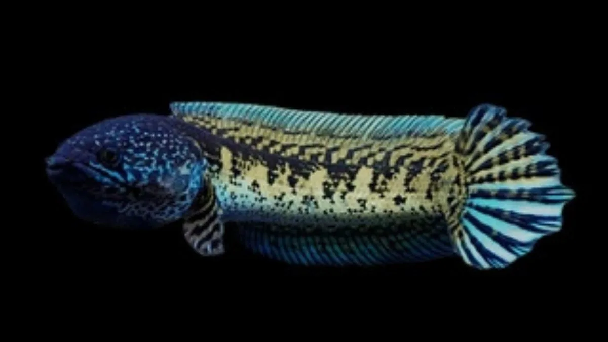 Gambar ikan channa aurantimaculata