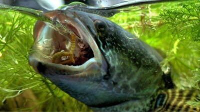Ikan channa sedang makan