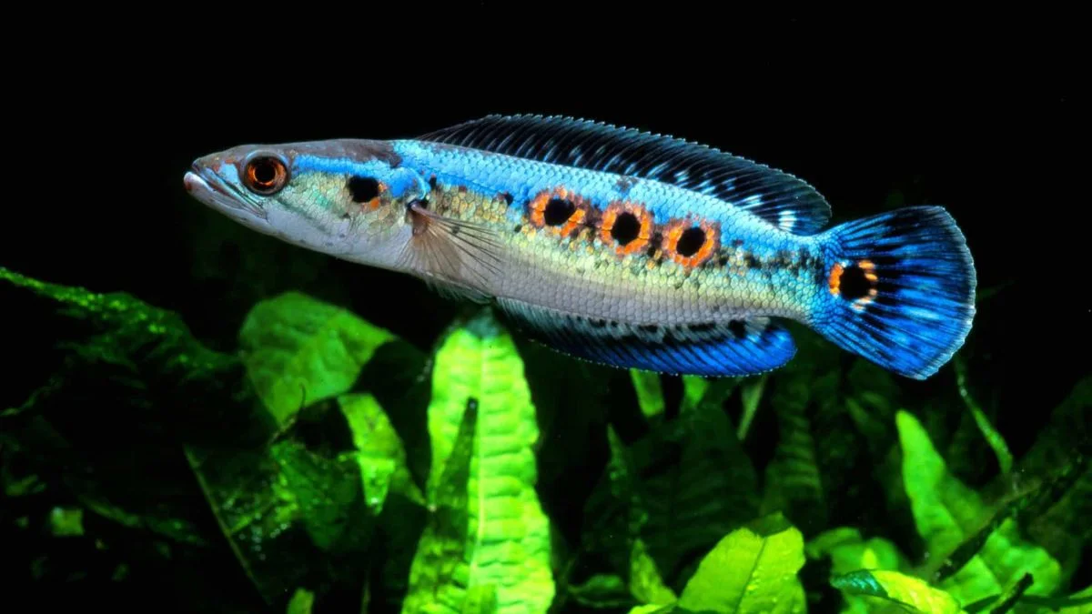 Gambar ikan channa pleuro yang cocok untuk artikel cara merawat ikan channa.