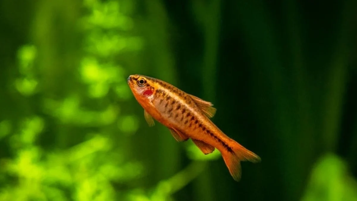 Gambar ikan cherry barb