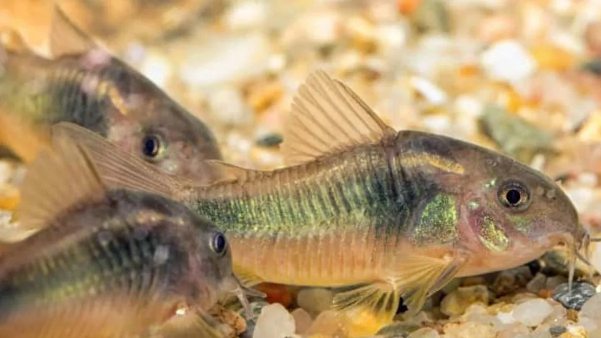 Gambar ikan cydoras yang merupakan ikan hias yang tidak mudah mati