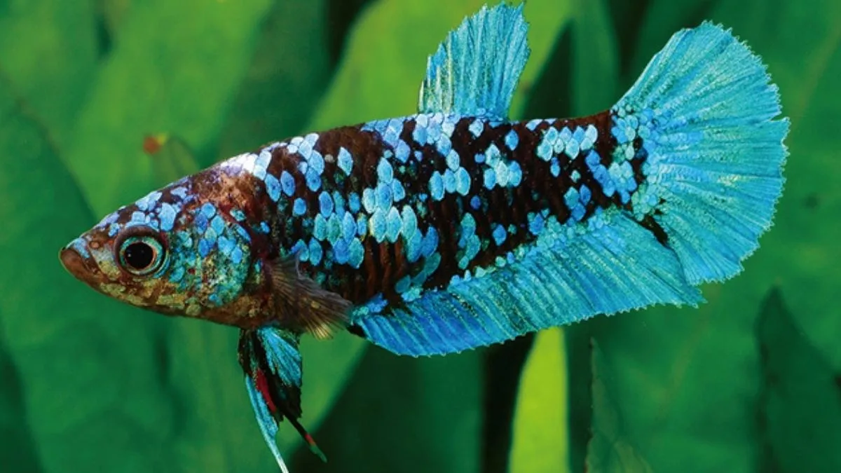 gambar-ikan-cupang-avatar-betina Gambar ikan cupang hijau biru avatar liar