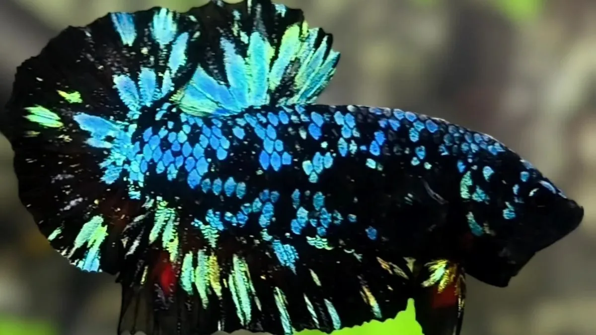 gambar-ikan-cupang-avatar-hmpk-jantan Gambar ikan cupang avatar hmpk jantan