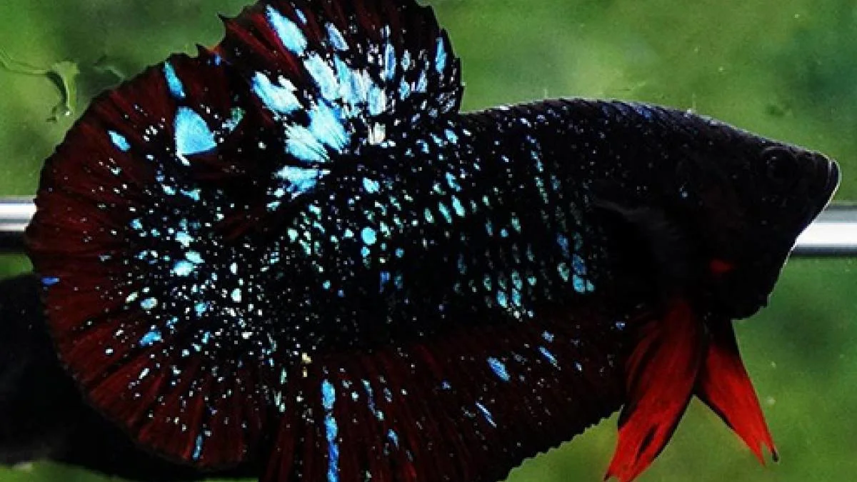 gambar-ikan-cupang-avatar-plakat Gambar ikan cupang avatar plakat