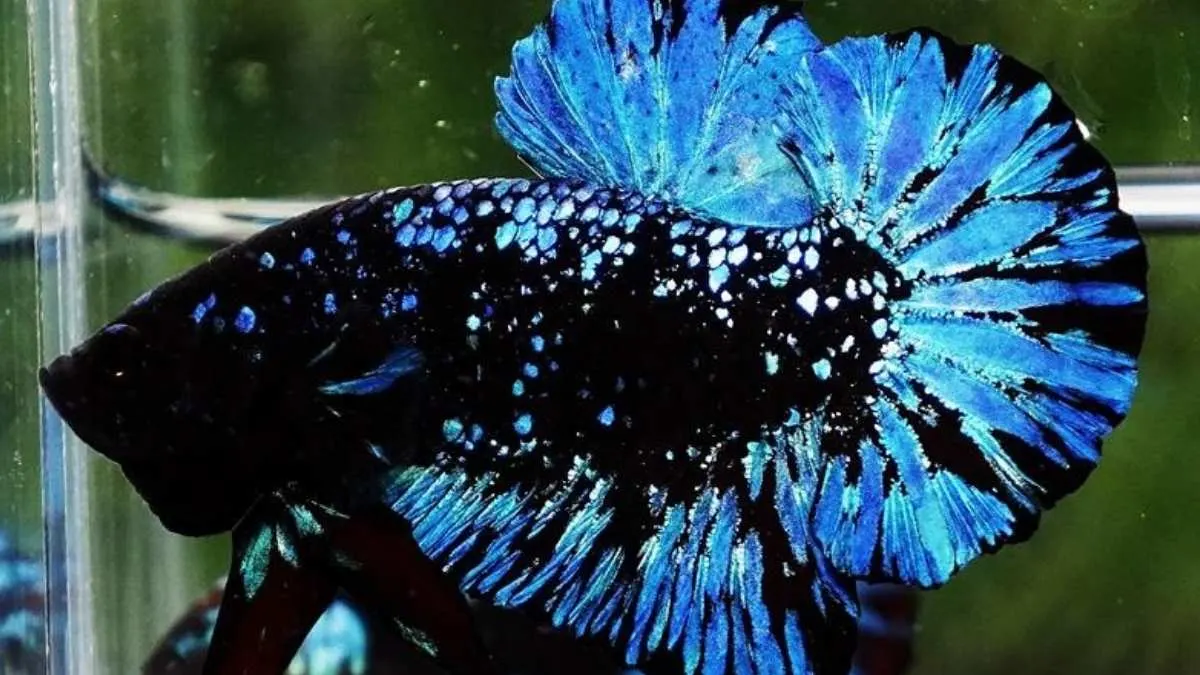 gambar-ikan-cupang-avatar lustrasi ikan cupang avatar