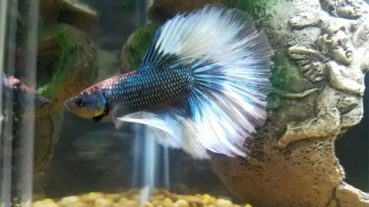 Gambar ikan cupang butterfly di akuarium.