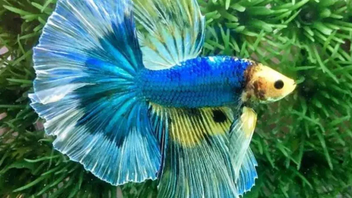 Gambar ikan cupang butterfly.