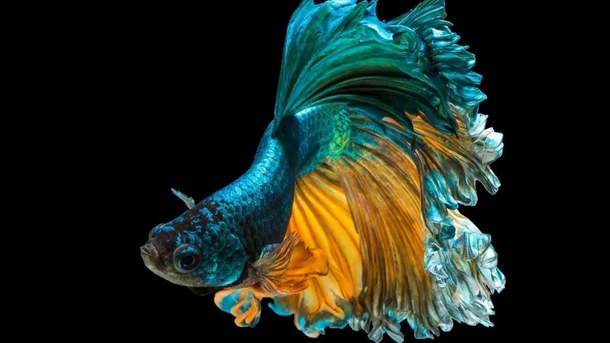 Gambar ikan cupang halfmoon green yellow betta
