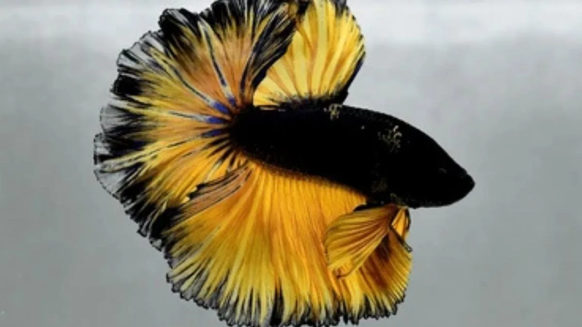 Gambar ikan cupang halfmoon thailand.