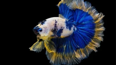 Ilustrasi gambar ikan cupang halfmoon white blue marble.