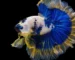 Ilustrasi gambar ikan cupang halfmoon white blue marble.