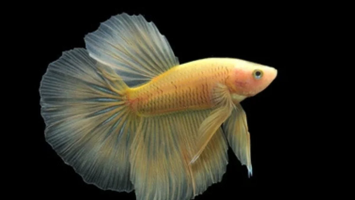 gambar-ikan-cupang-halfmoon-yellow-betta Gambar ikan cupang halfmoon yellow