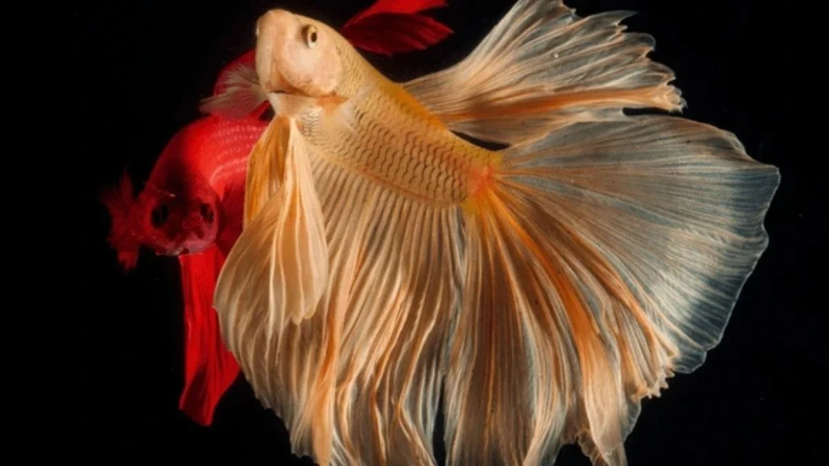 Gambar ikan cupang halfmoon yelow red