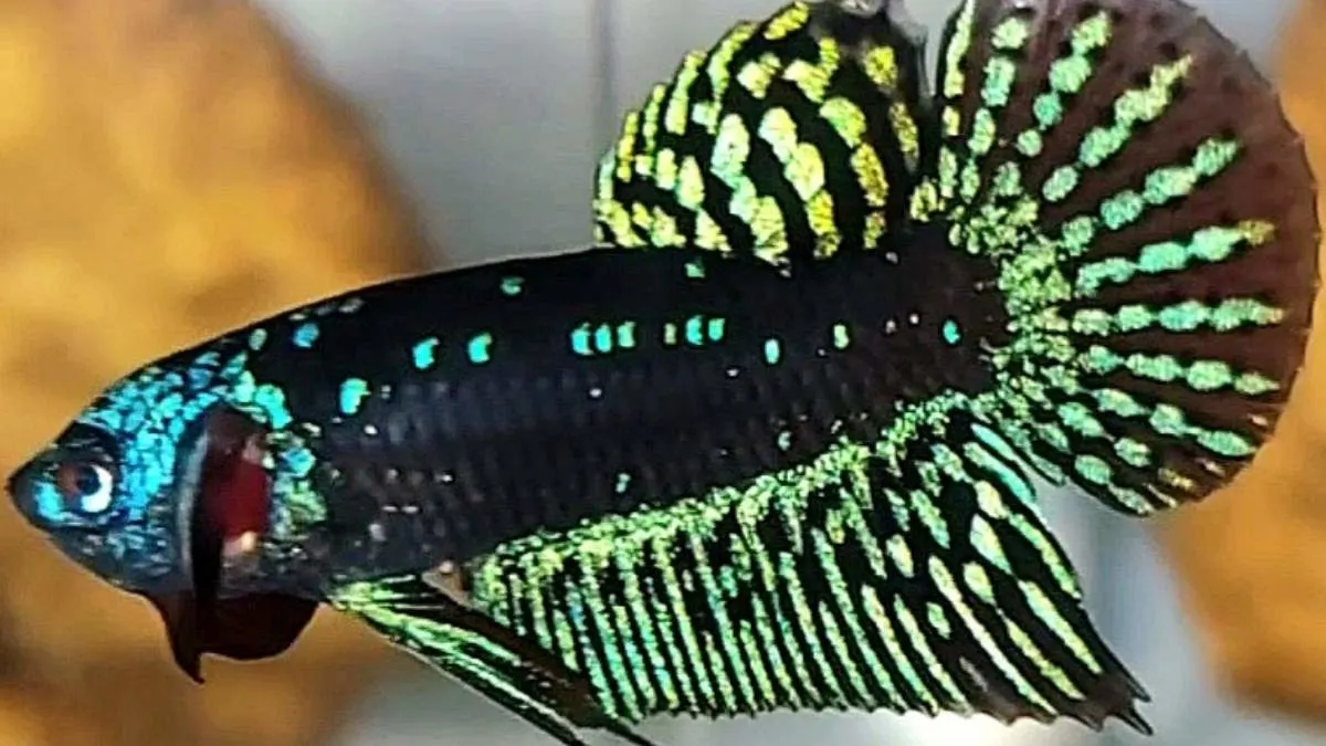 gambar-ikan-cupang-hijau-biru-avatar-liar Gambar ikan cupang avatar betina