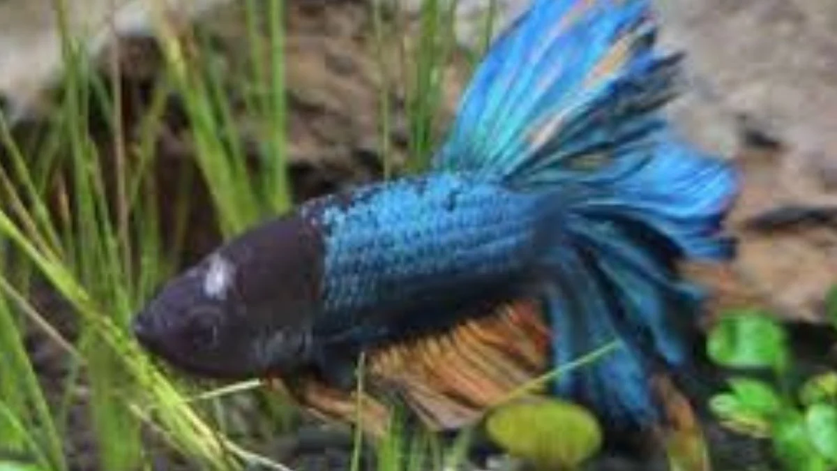 Gambar ikan cupang terkena penyakit jamur