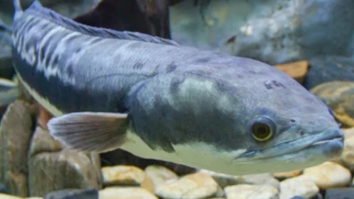 Gambar ikan giant channa yang sesuai dengan artikel cara mengatasi ikan channa stres