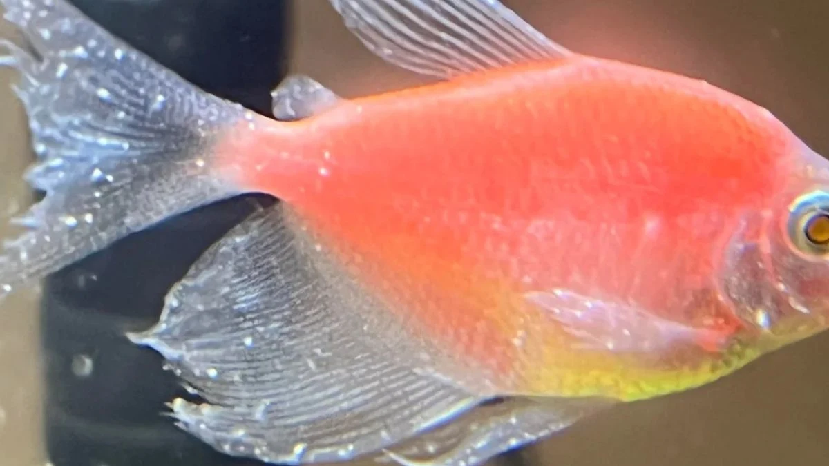 Ikan glofish tetra terkena penyakit white spots. Foto: reddit.com