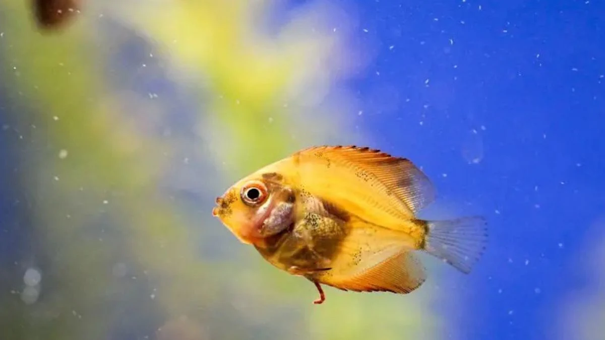 Ikan glofish tetra terkena penyakit fin rot atau busuk sirip.